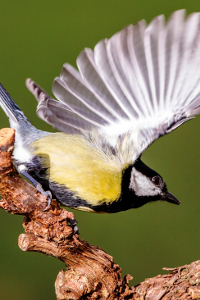 Aves e Outras Naturezas