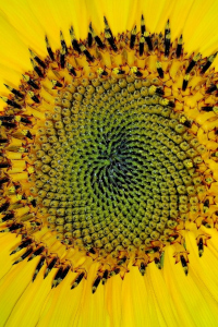 Espiral de Fibonacci Num Girassol