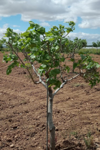 Cultivo do Pistacho