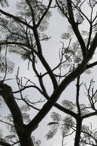 Descasque de Acácias