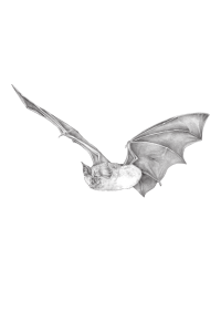 Morcegos de Portugal Continental e Insular