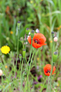 Florir Portugal