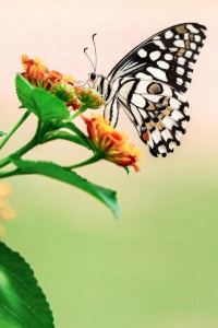 Conversas Naturalistas - Insetos
