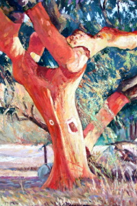montado alentejano quercus suber 200x300