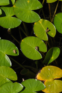 Visita Guiada Exploratória ao Charco do CCVFloresta
