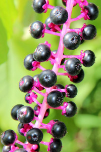 Phytolacca Planta Invasora