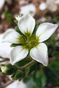 Plantas Ameaçadas em Portugal