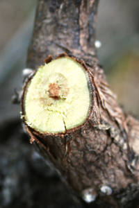 Poda de Fruteiras