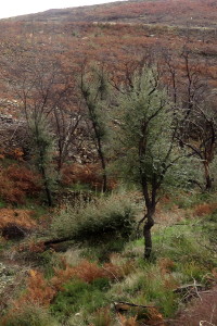 Recuperação Paisagística das Áreas Ardidas