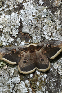 Saturnia pyri