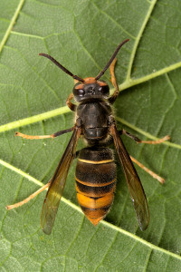 Vespa Velutina