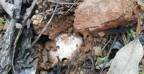 Amanita ponderosa