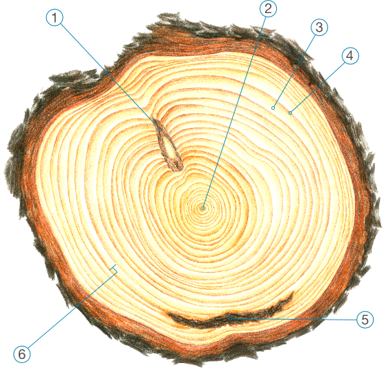 Anéis de Crescimento no Tronco