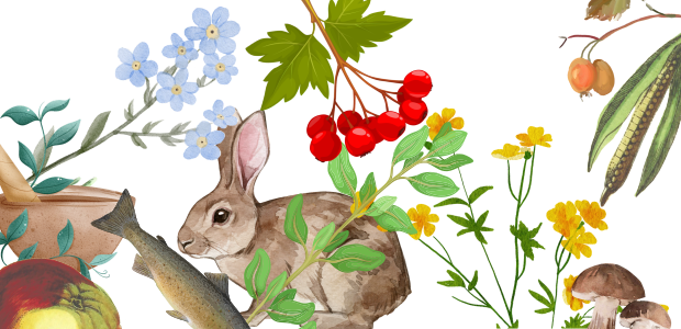 Alimentação da Floresta