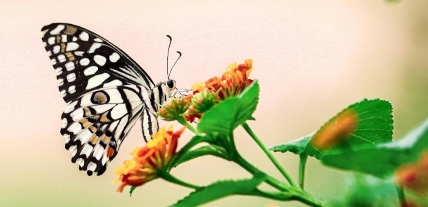 Conversas Naturalistas com Imersão na Natureza - Os Insetos