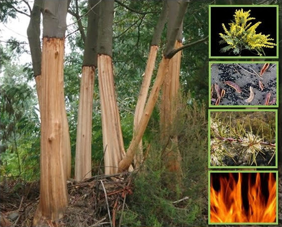 Gestão e Controlo das Plantas Invasoras