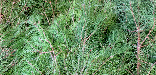 Distribuição Gratuita de Pinheiros de Natal