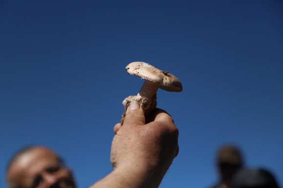 Tortulho - Amanita ponderosa