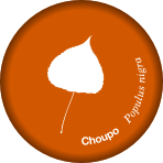 Choupo - 45mm